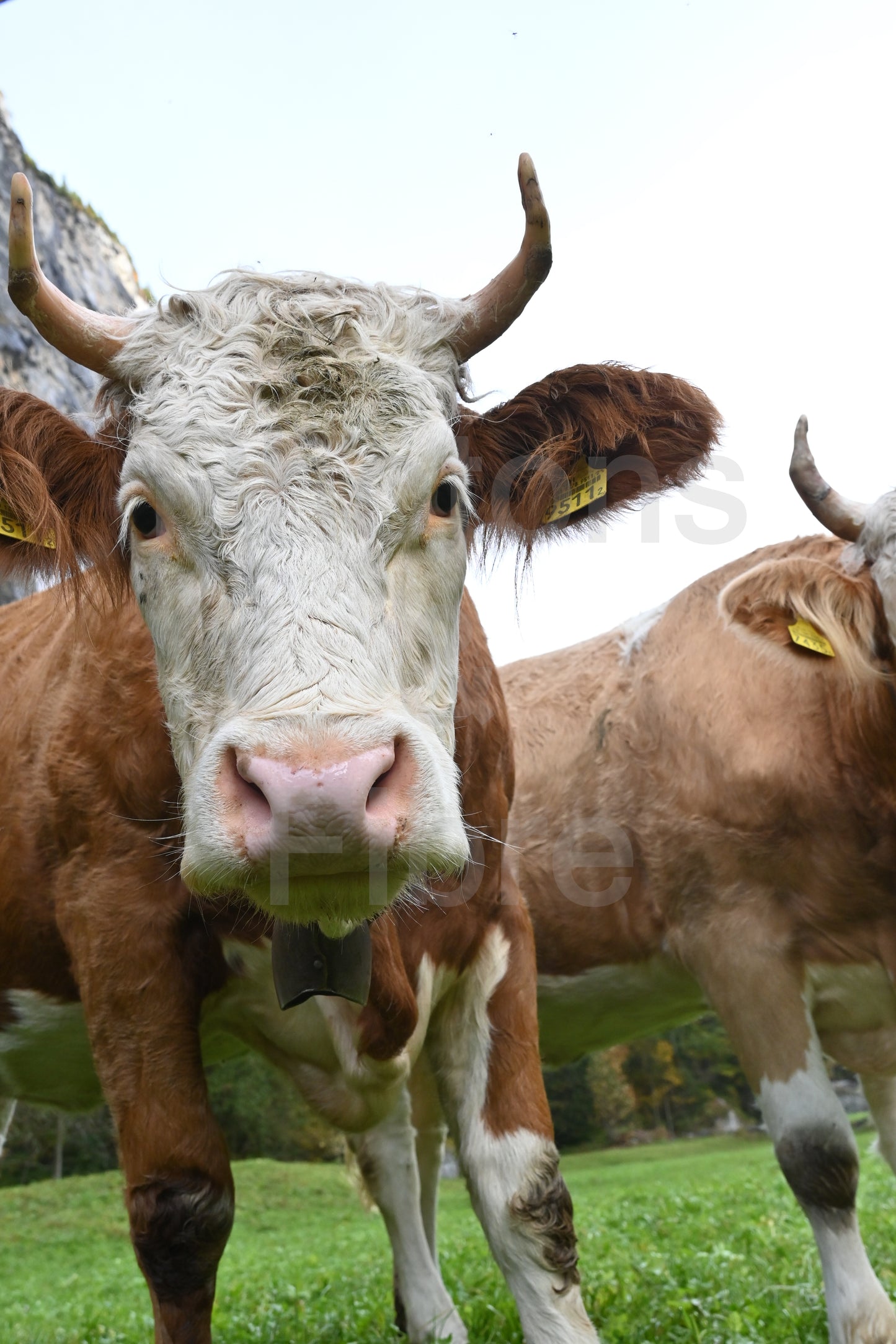 Swiss Dairy Cow