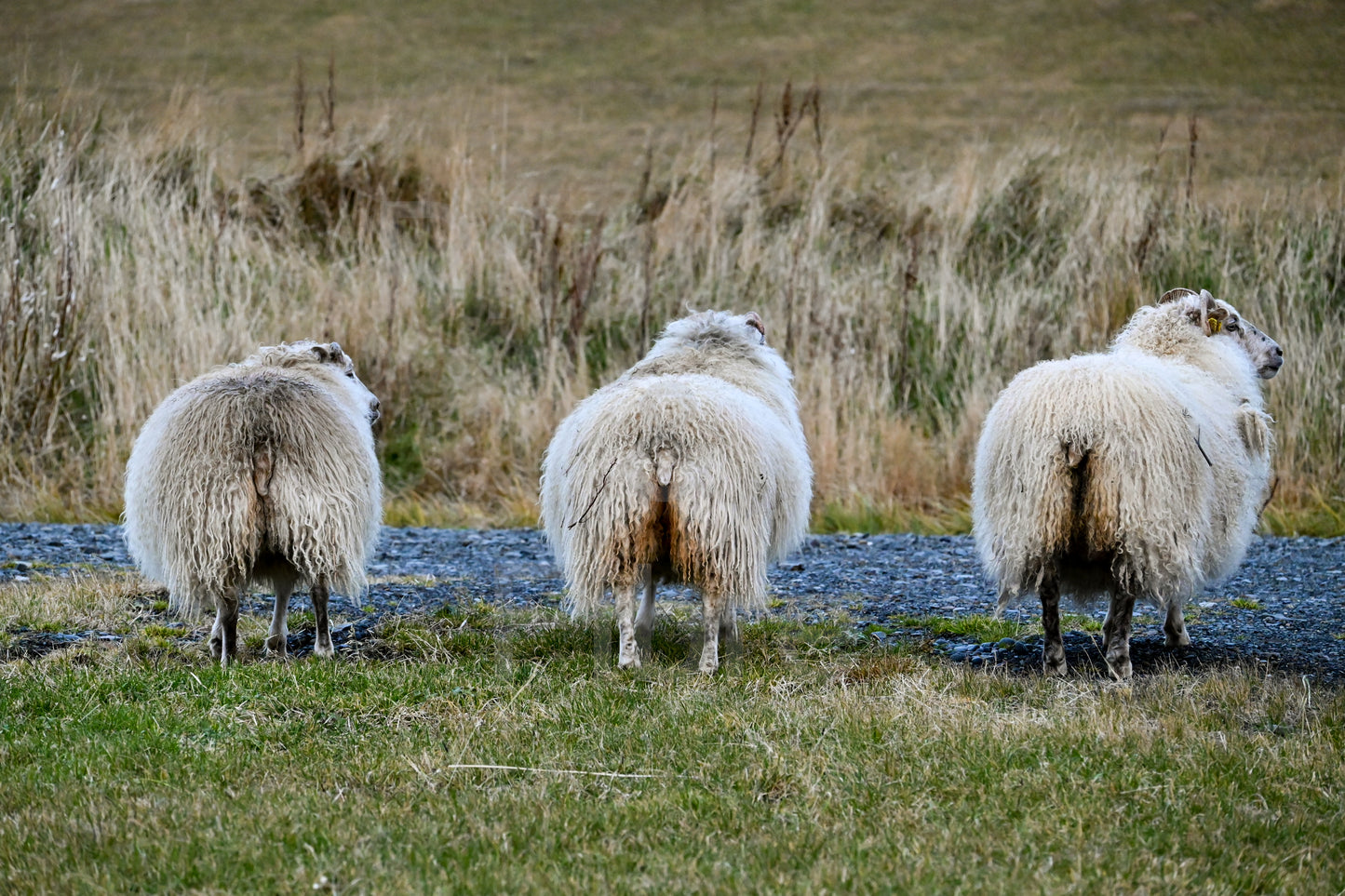 Cheeky Sheep