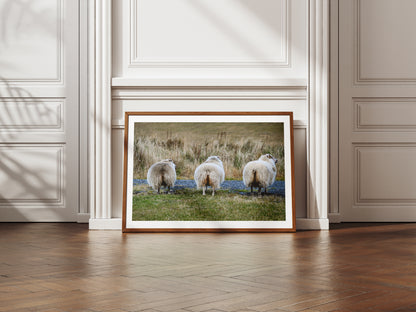 Cheeky Sheep