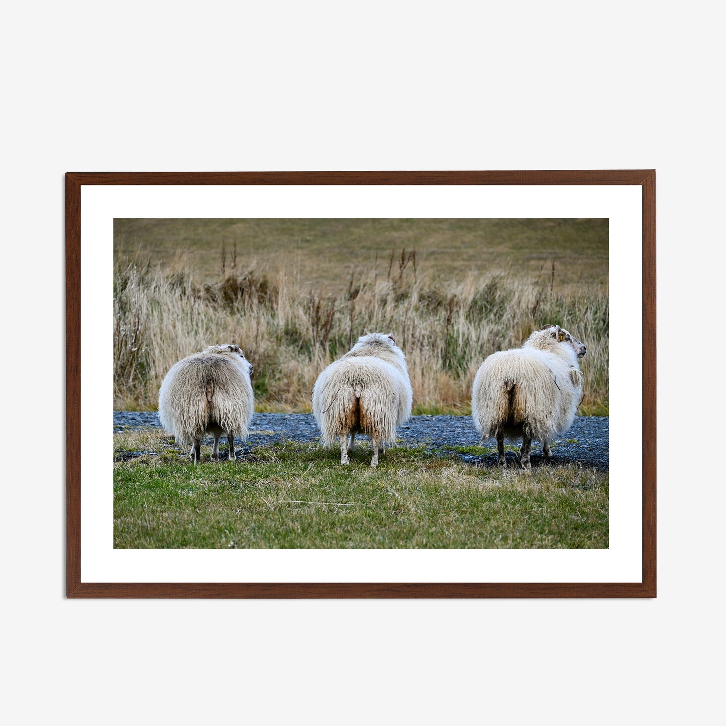 Cheeky Sheep