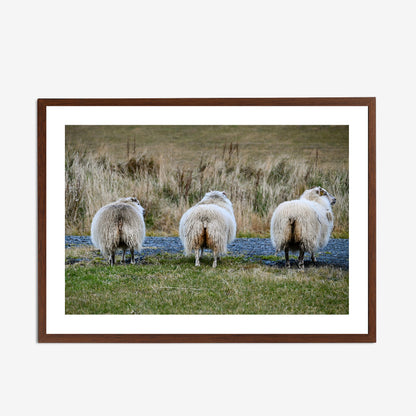 Cheeky Sheep
