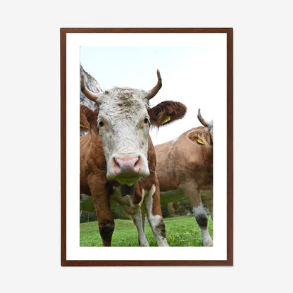 Swiss Dairy Cow