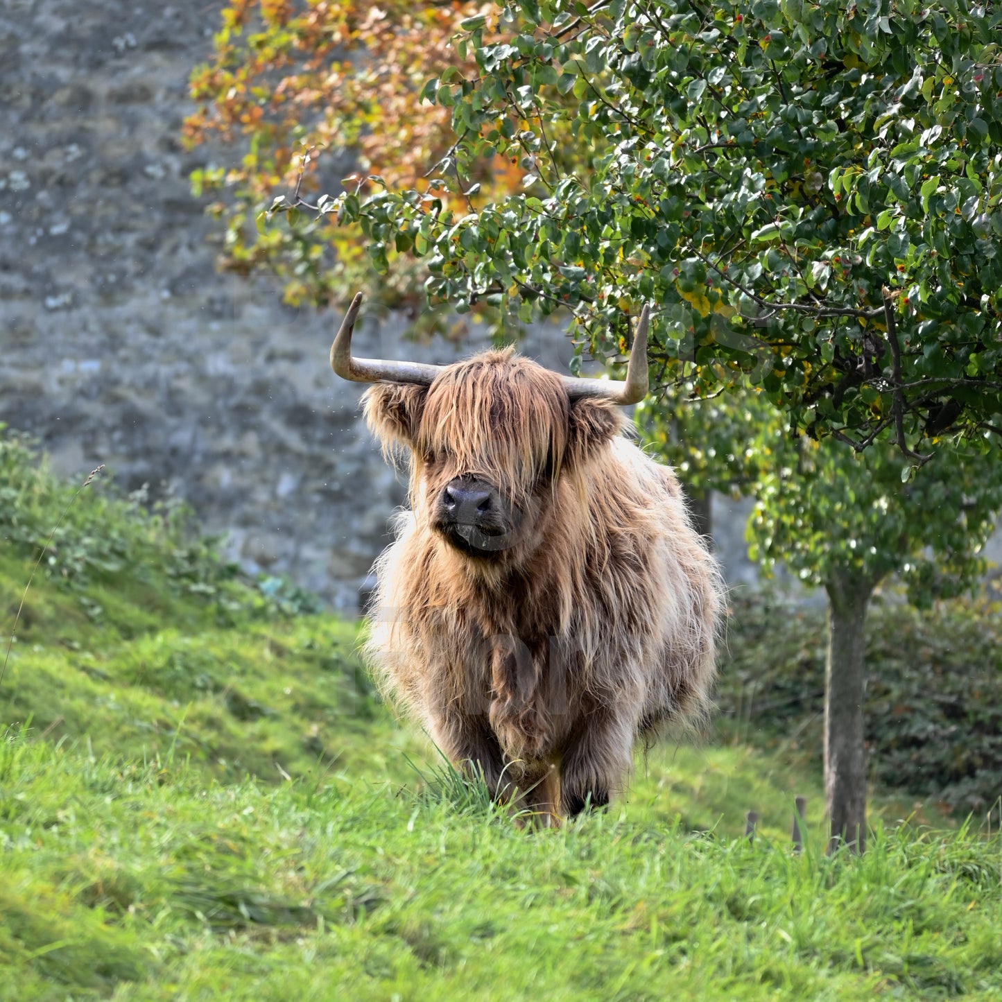 Swiss Highland Cow