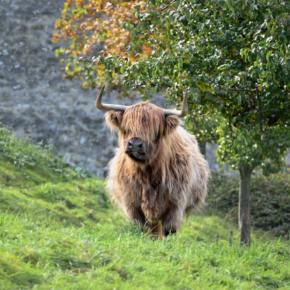 Swiss Highland Cow
