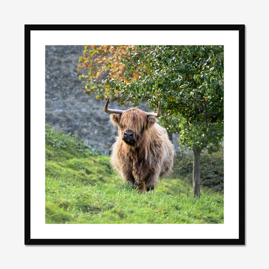 Swiss Highland Cow
