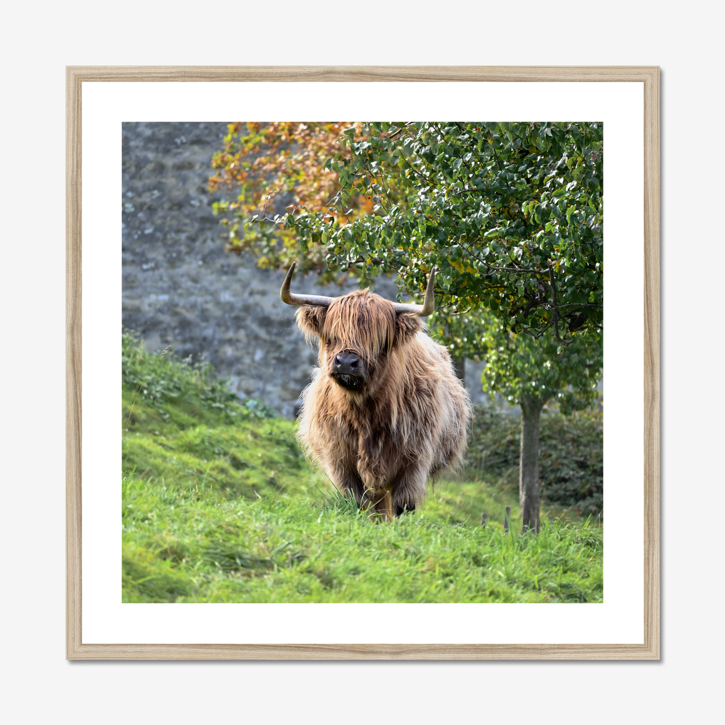 Swiss Highland Cow