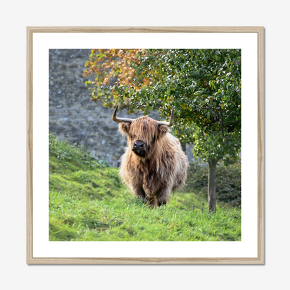 Swiss Highland Cow