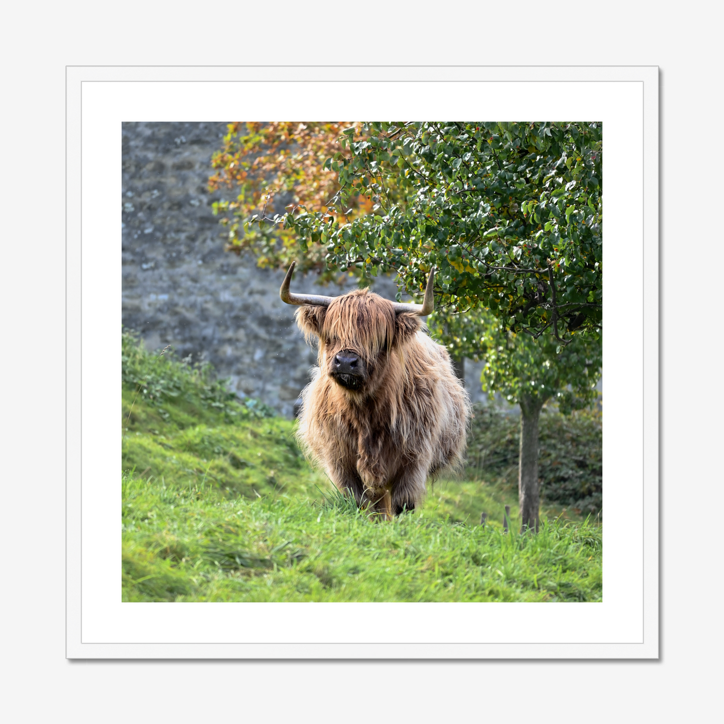 Swiss Highland Cow