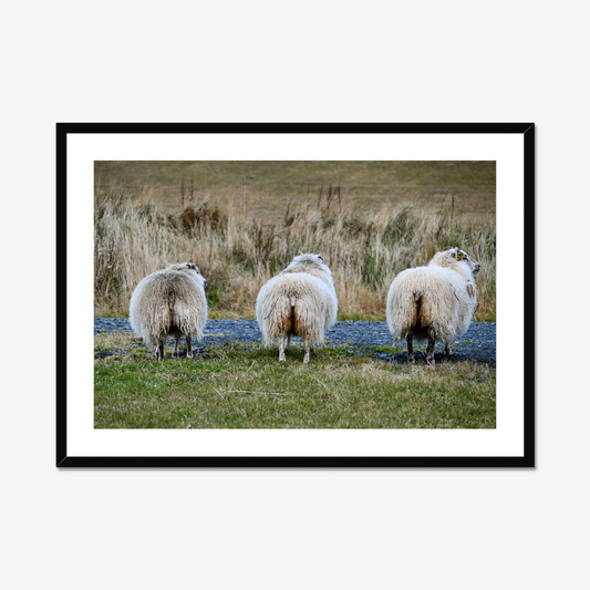 Cheeky Sheep