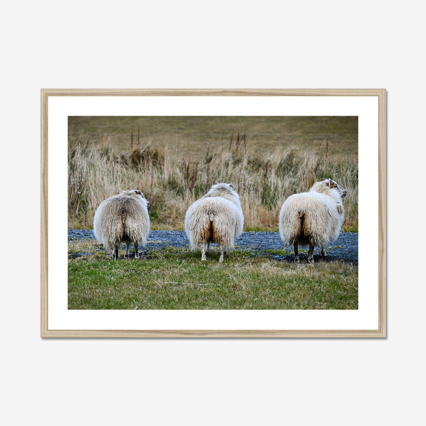 Cheeky Sheep