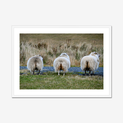 Cheeky Sheep