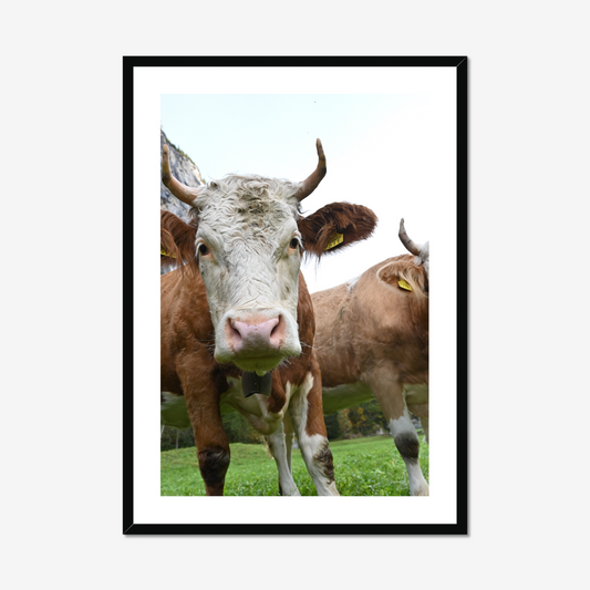 Swiss Dairy Cow