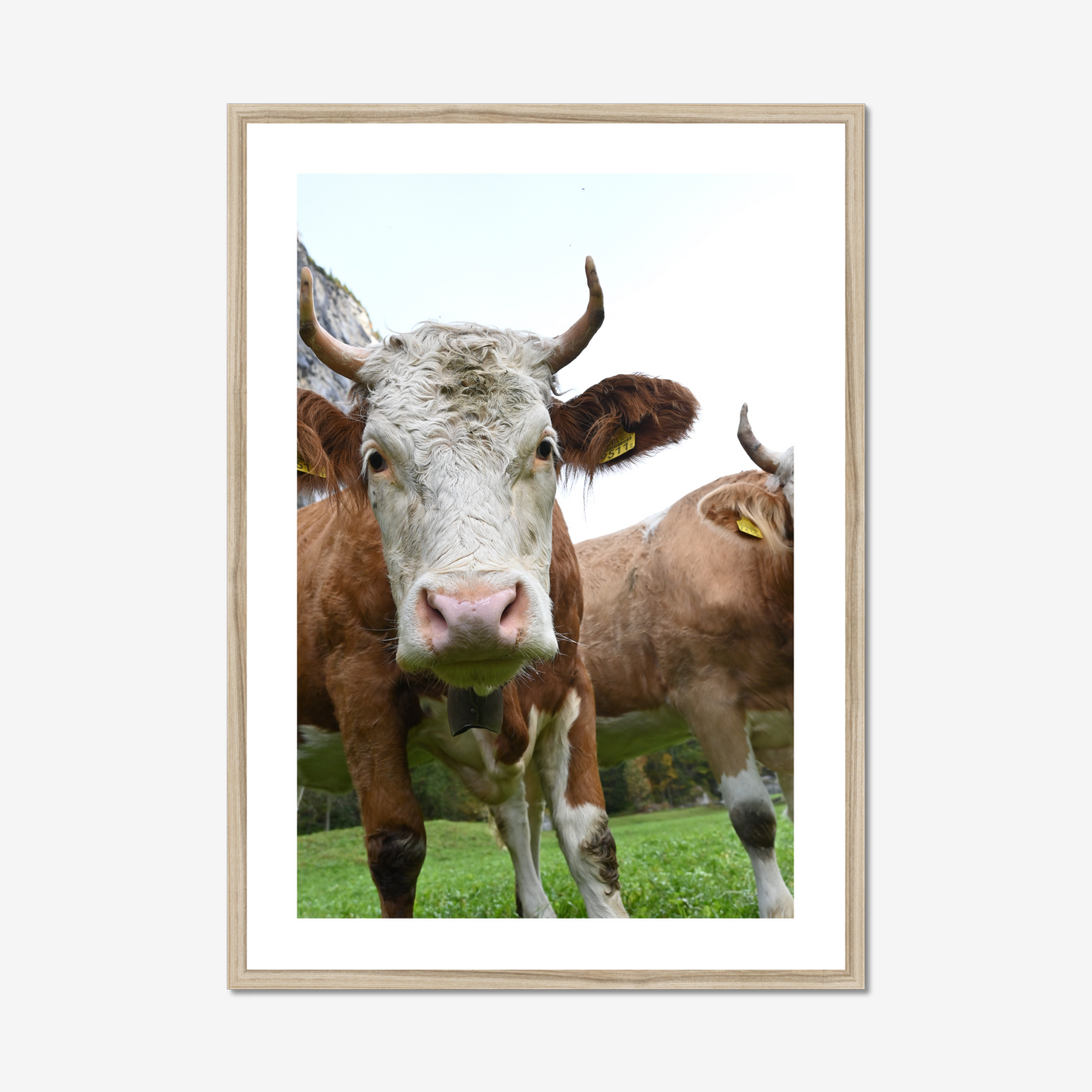 Swiss Dairy Cow