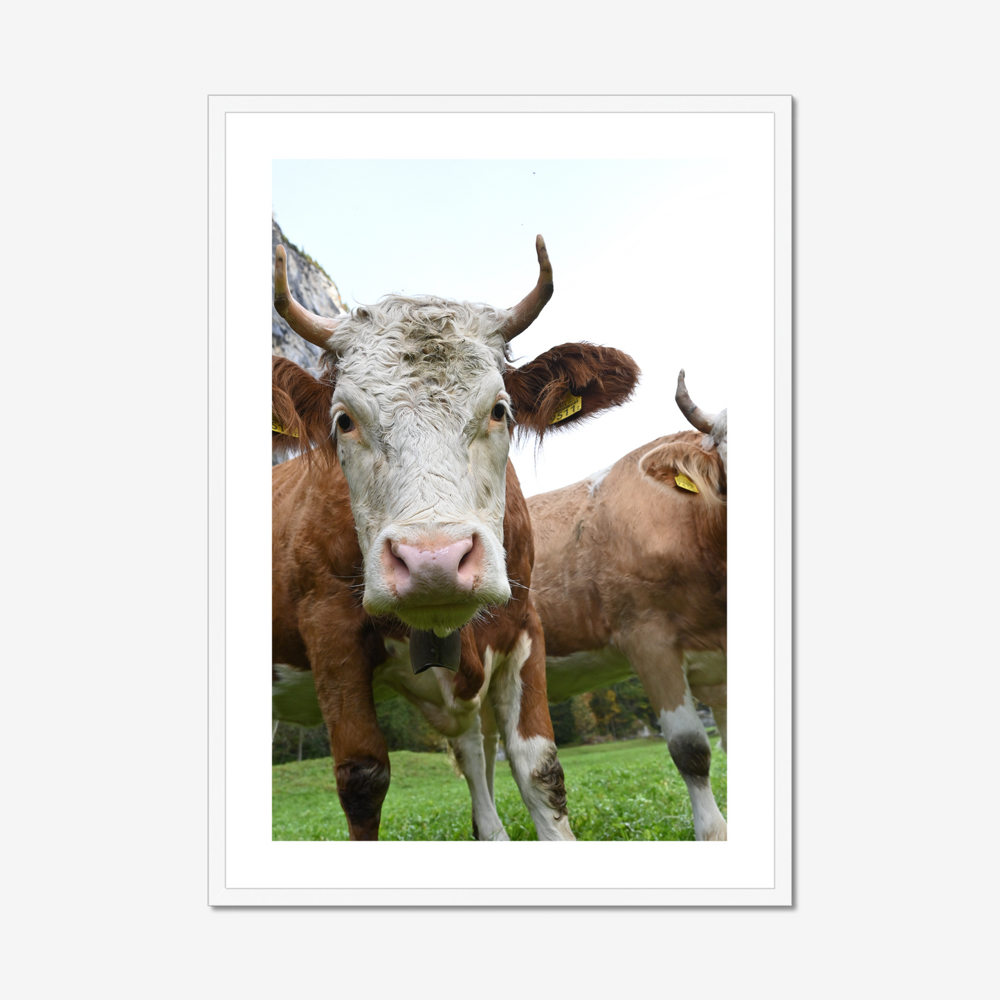 Swiss Dairy Cow