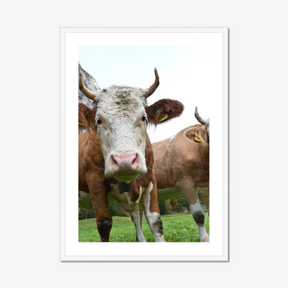 Swiss Dairy Cow